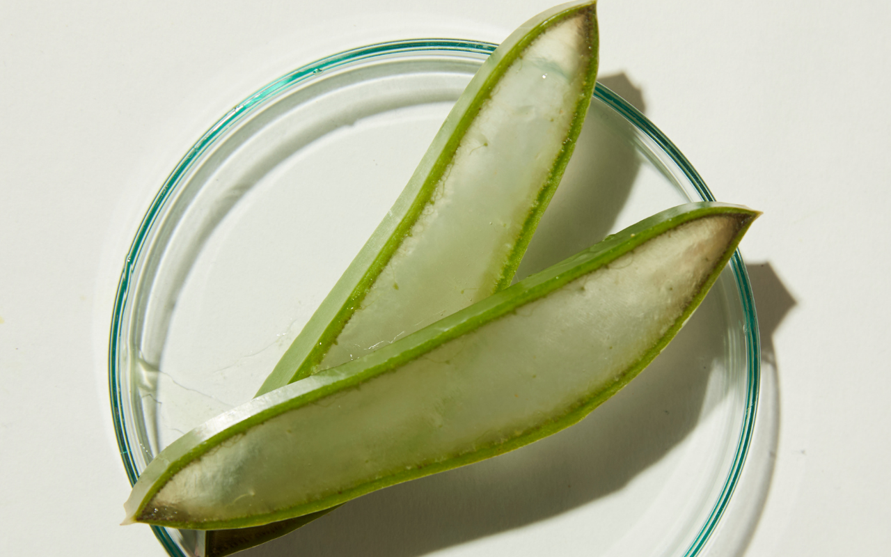 Aloe-lujah' for Aloe Vera  CENTRED.
