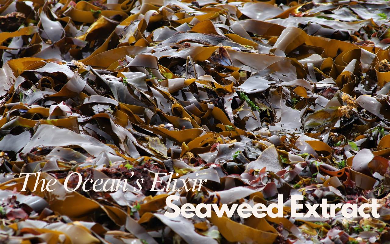 Seaweed Extract for Stronger Hair - A Natural Beauty Boost
